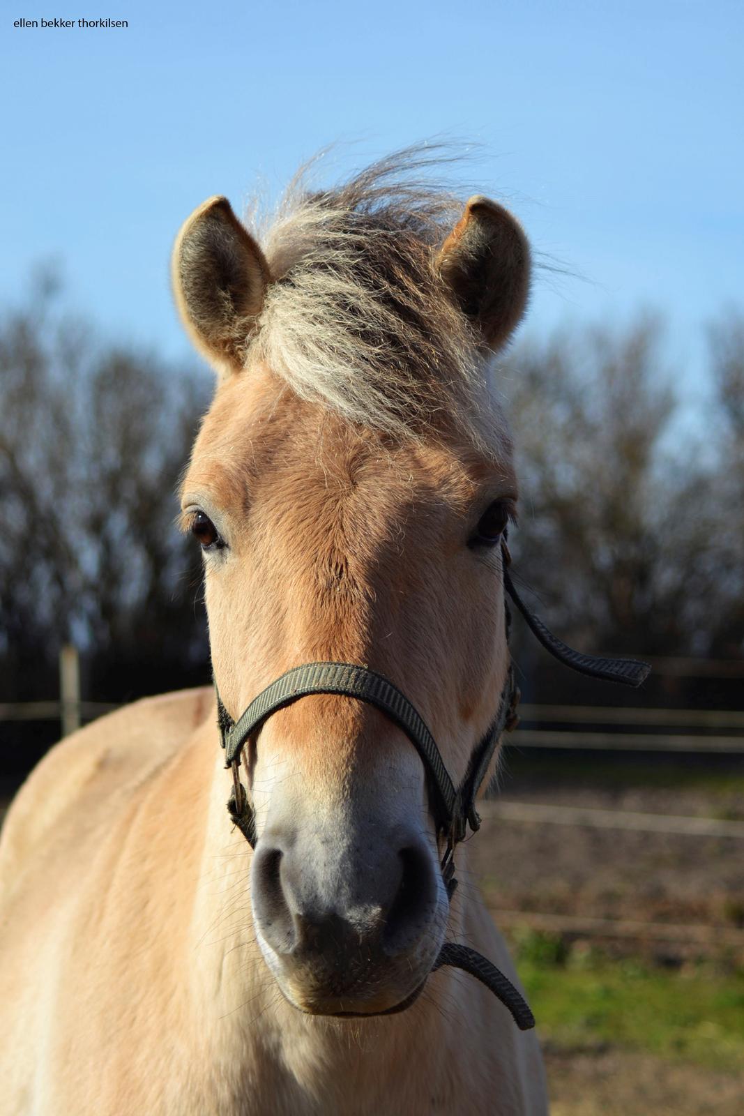 Fjordhest Bjerkan - Marts 2014 - charmefjæset billede 8