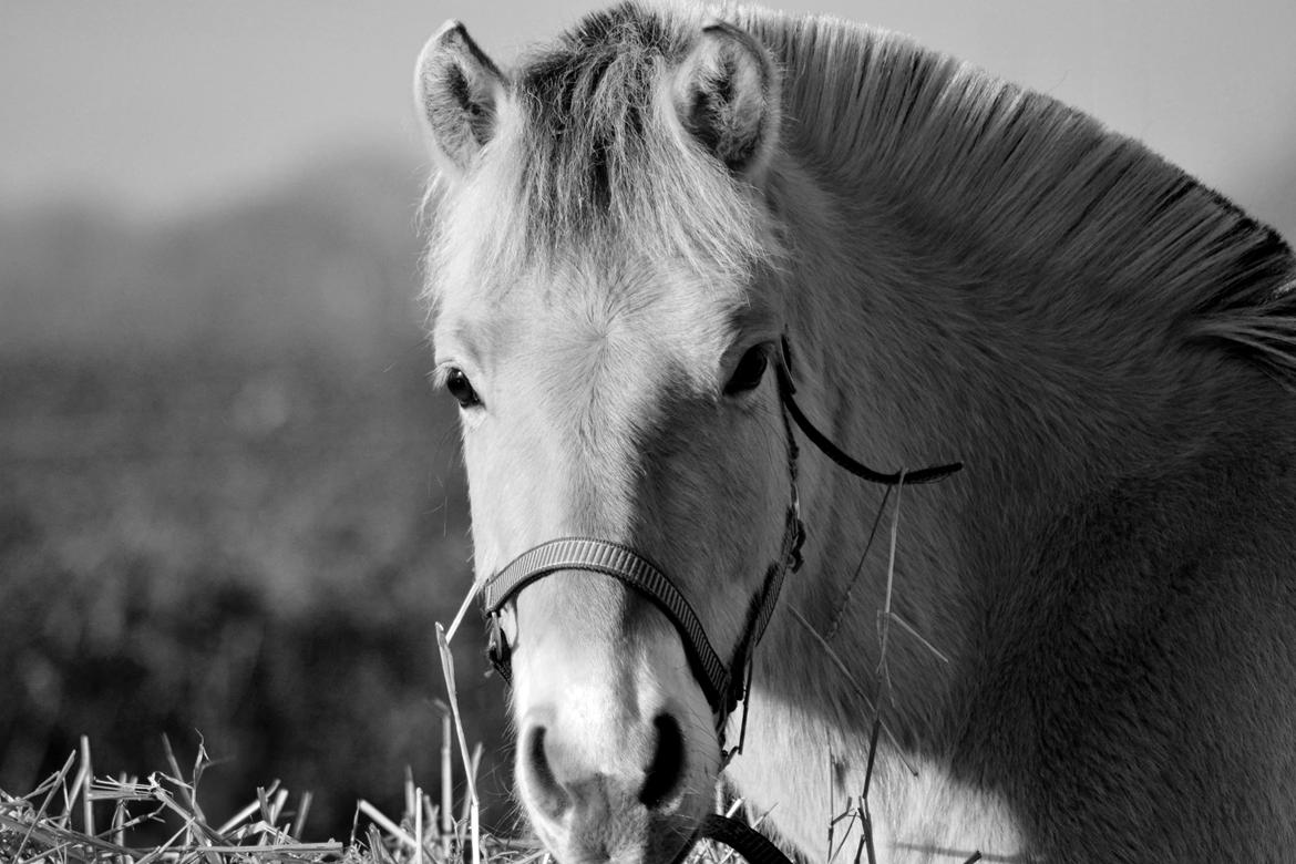 Fjordhest Bjerkan - November 2013 billede 9