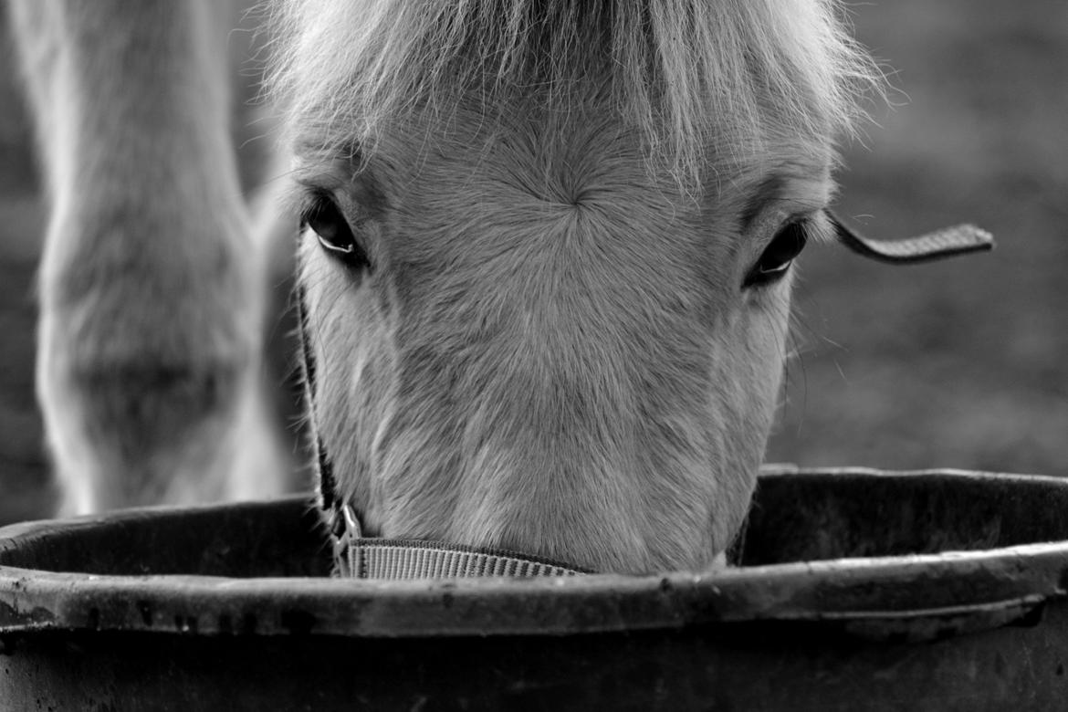 Fjordhest Bjerkan - December 2013 billede 3