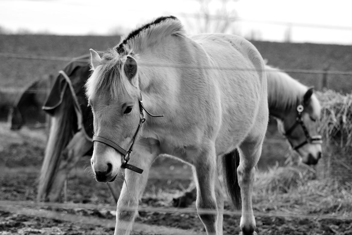 Fjordhest Bjerkan - November 2013 billede 2