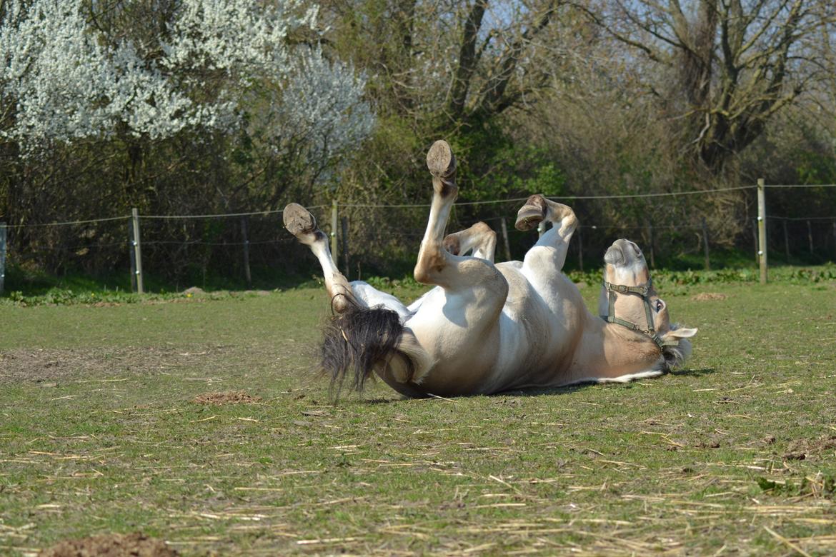 Fjordhest Bjerkan - April 2014 - rulletur efter træning; herligt! billede 10