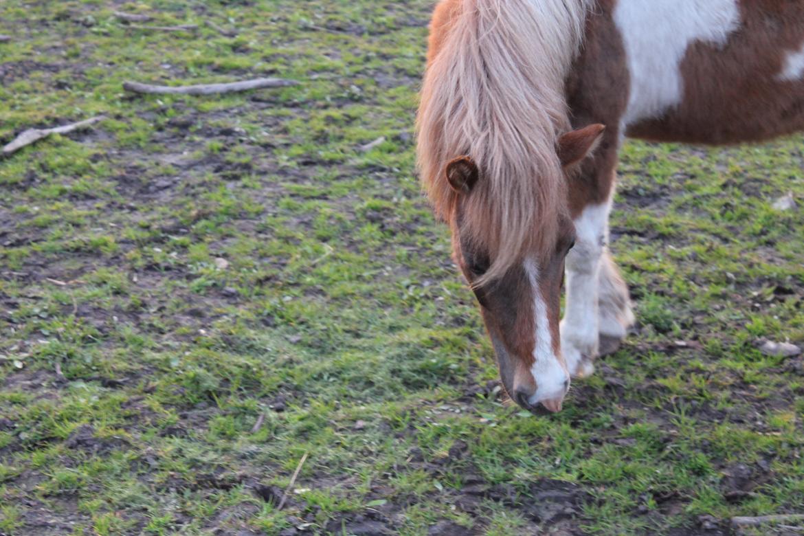 Shetlænder Lenna billede 1