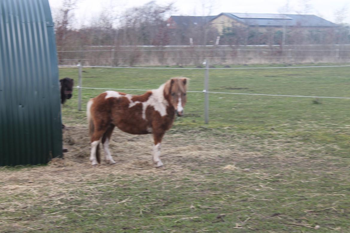 Shetlænder Lenna billede 3
