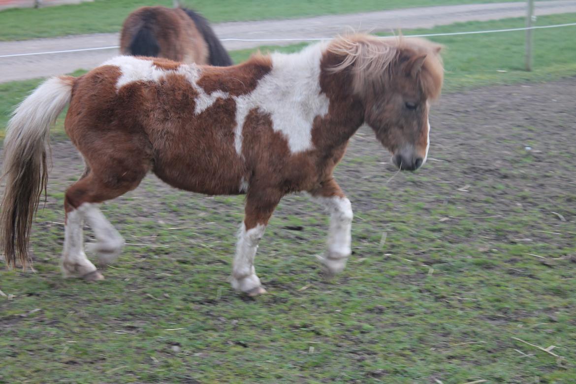 Shetlænder Lenna billede 4