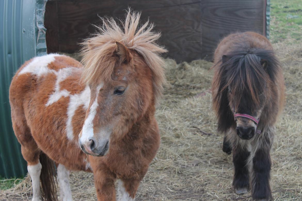 Shetlænder Lenna billede 2