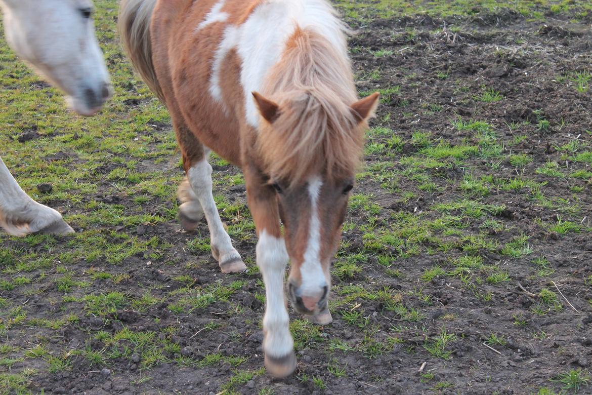 Shetlænder Lenna billede 5