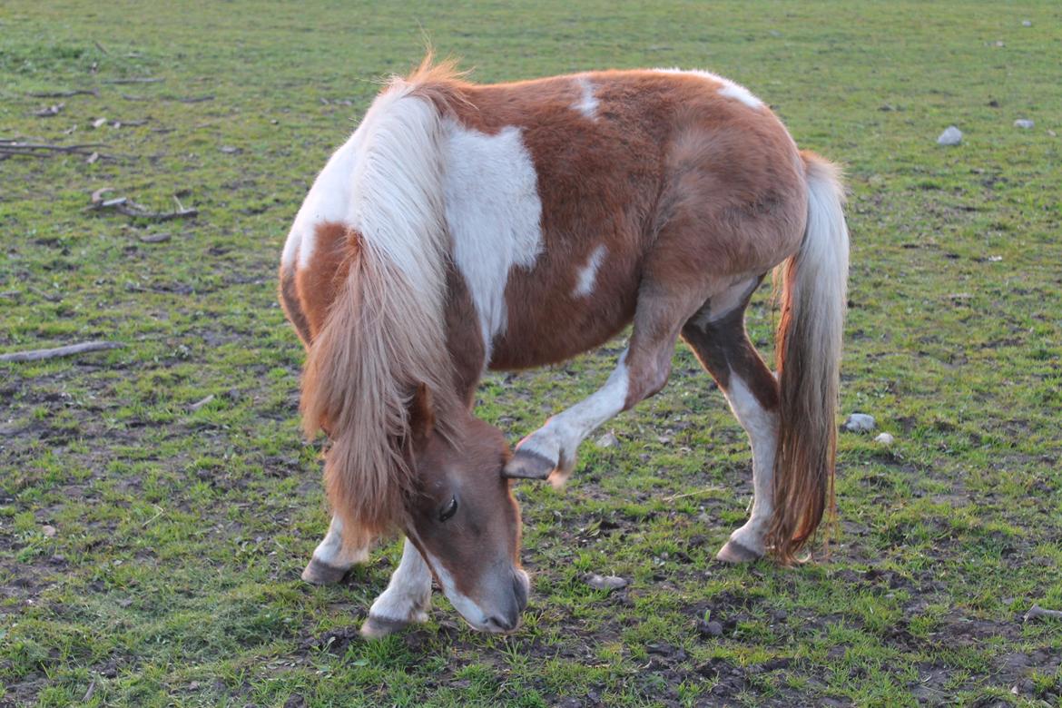 Shetlænder Lenna billede 6