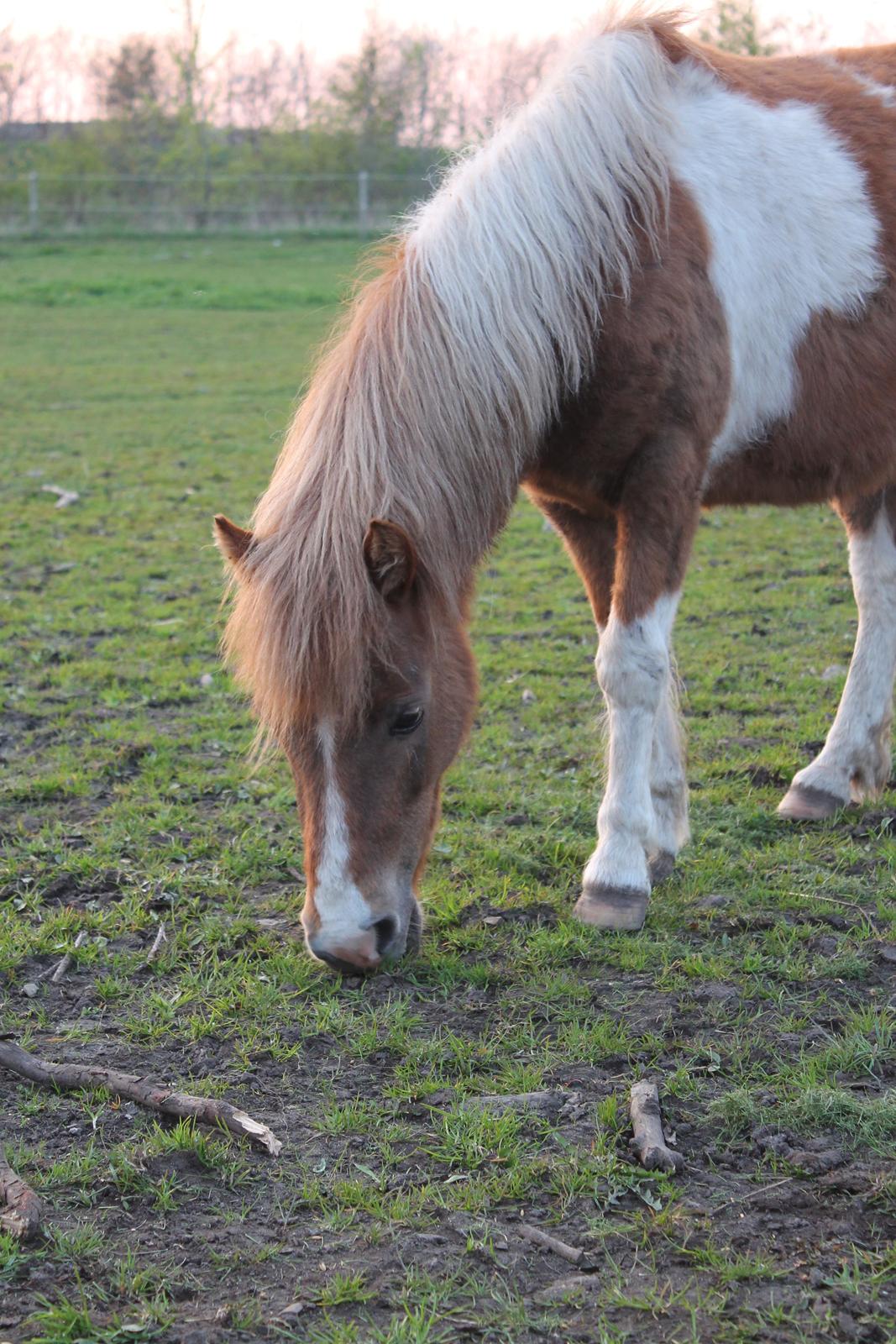 Shetlænder Lenna billede 7