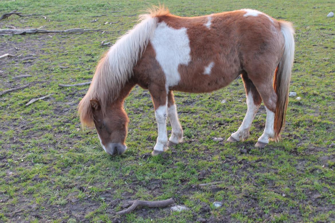 Shetlænder Lenna billede 8