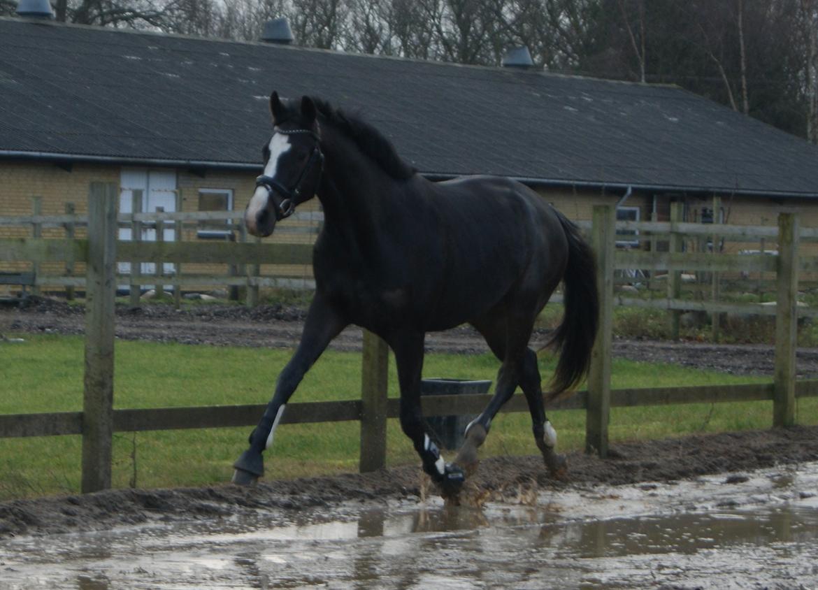 Trakehner Helmuth von hestebjerggaard - Helmuth december 2013 billede 15