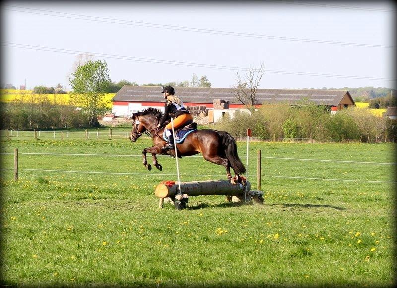 New Forest Kabrit's Acapella (anna) billede 6