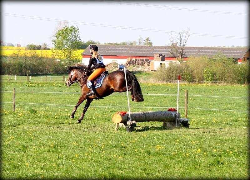 New Forest Kabrit's Acapella (anna) billede 14