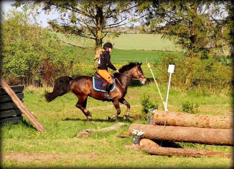 New Forest Kabrit's Acapella (anna) billede 19