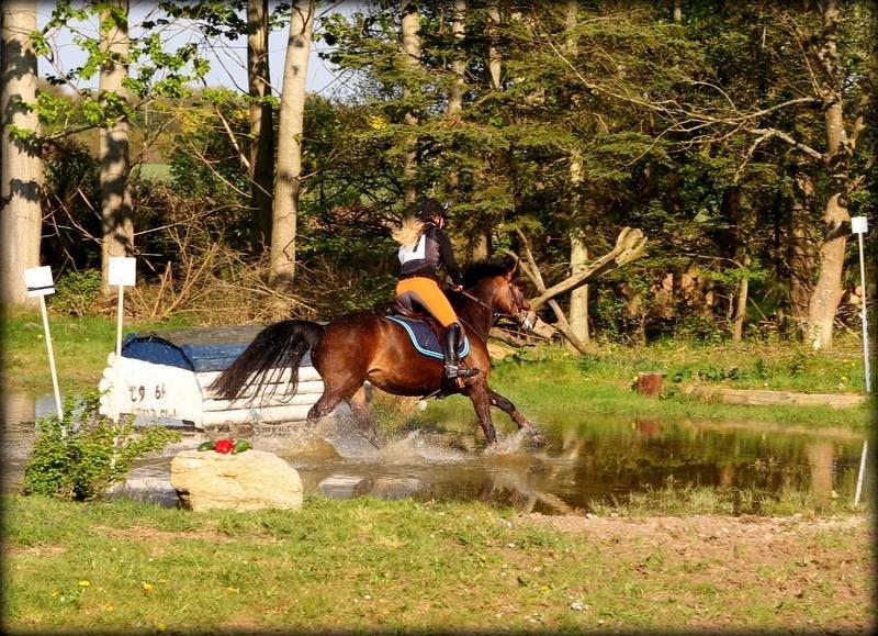 New Forest Kabrit's Acapella (anna) billede 15