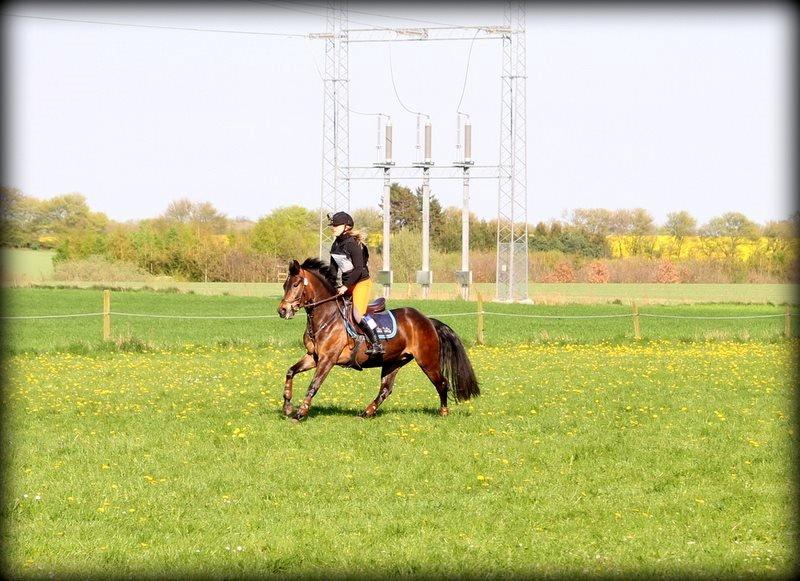 New Forest Kabrit's Acapella (anna) billede 18