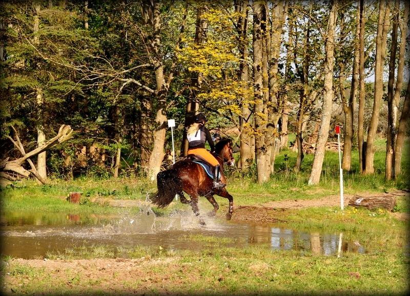 New Forest Kabrit's Acapella (anna) billede 17