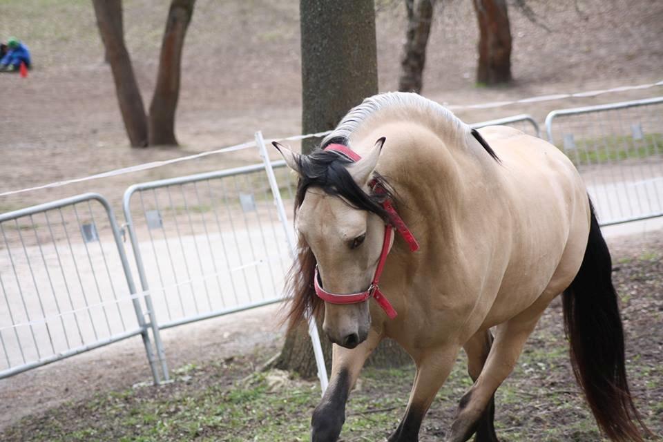 Pura Raza Española Meloso PM IV billede 6