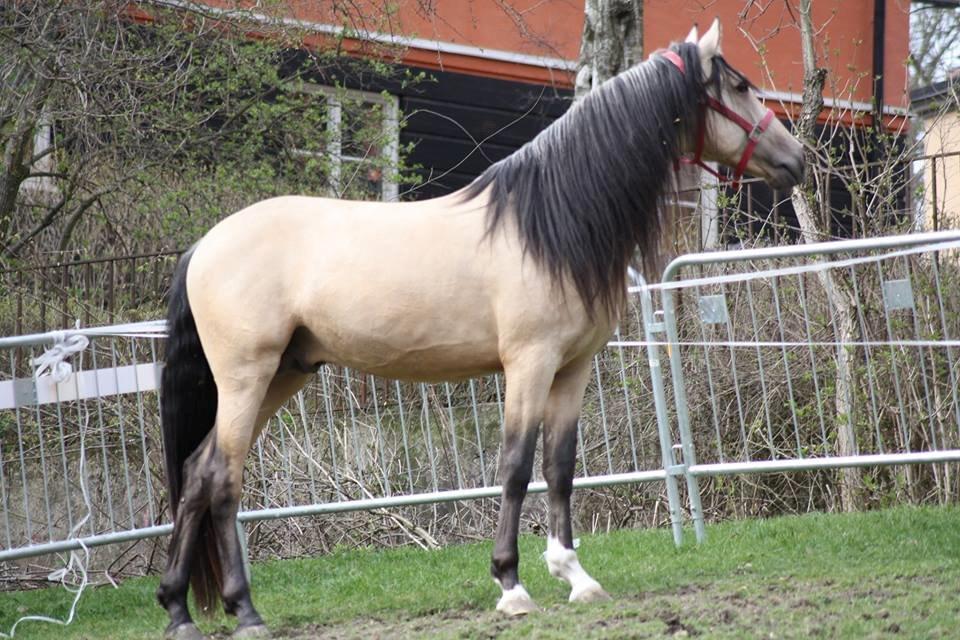 Pura Raza Española Meloso PM IV billede 7