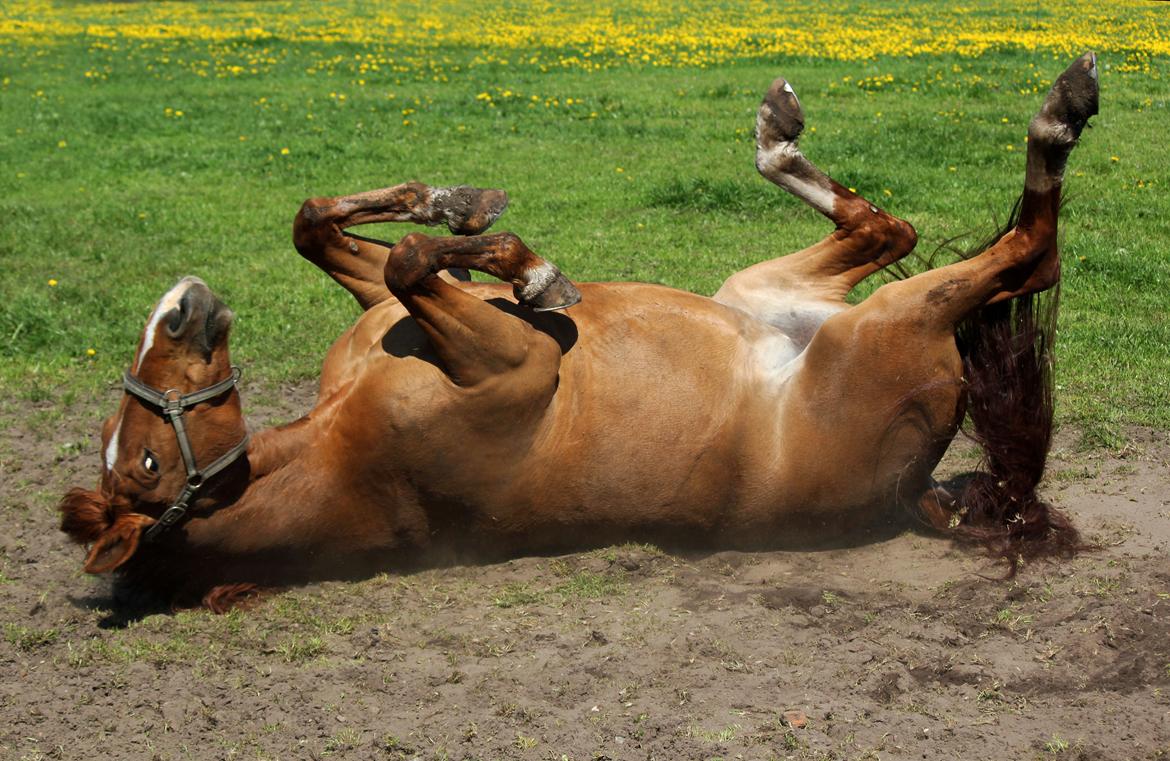 Anden særlig race Athene (SOLGT) - NYT: Athene hygger sig på folden i det gode vejr :) billede 22