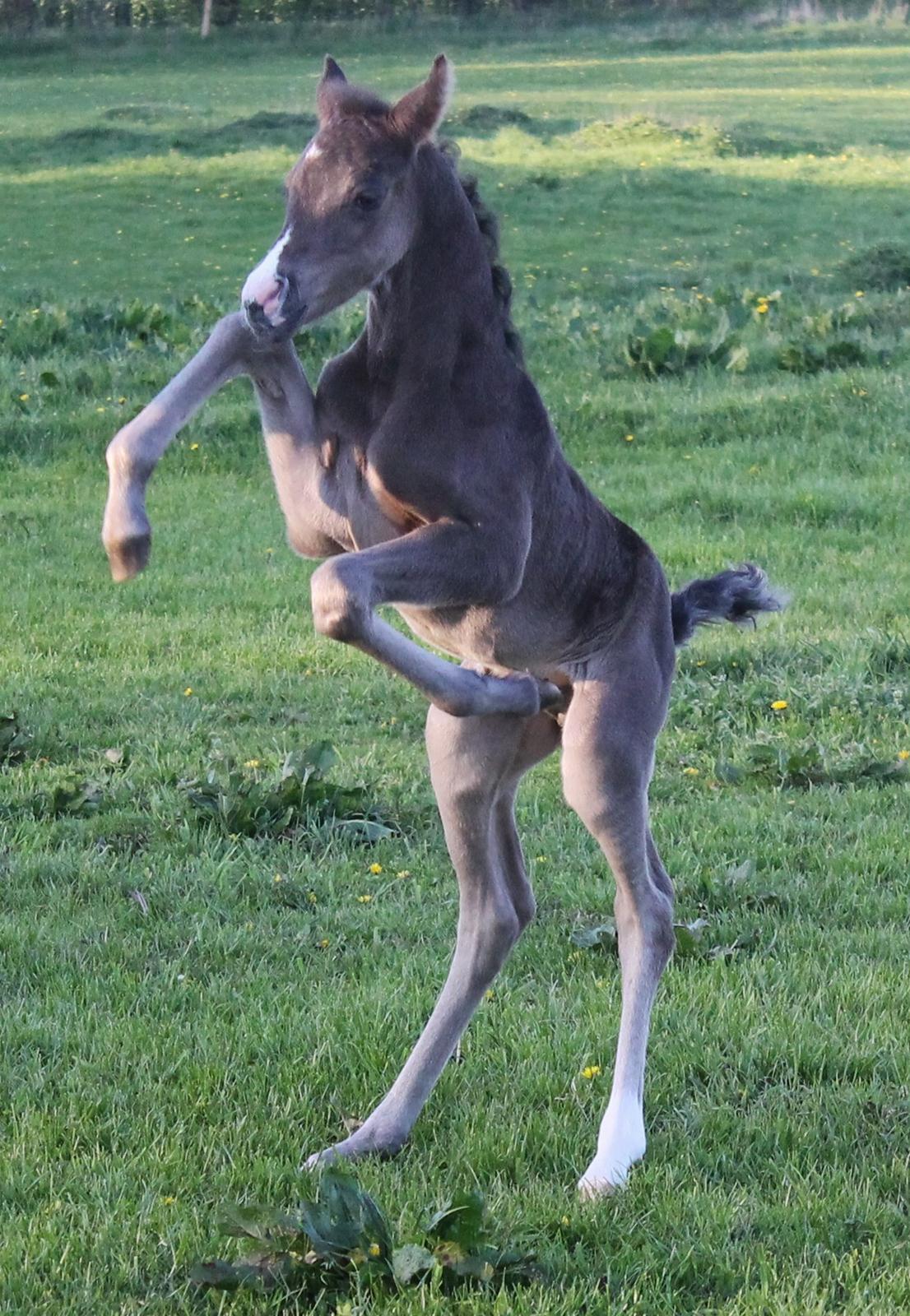 DSP Fredbo´s Zip code - 2 dage gammel, første gang på græsfold, og har helt styr på de ben der ;) billede 12