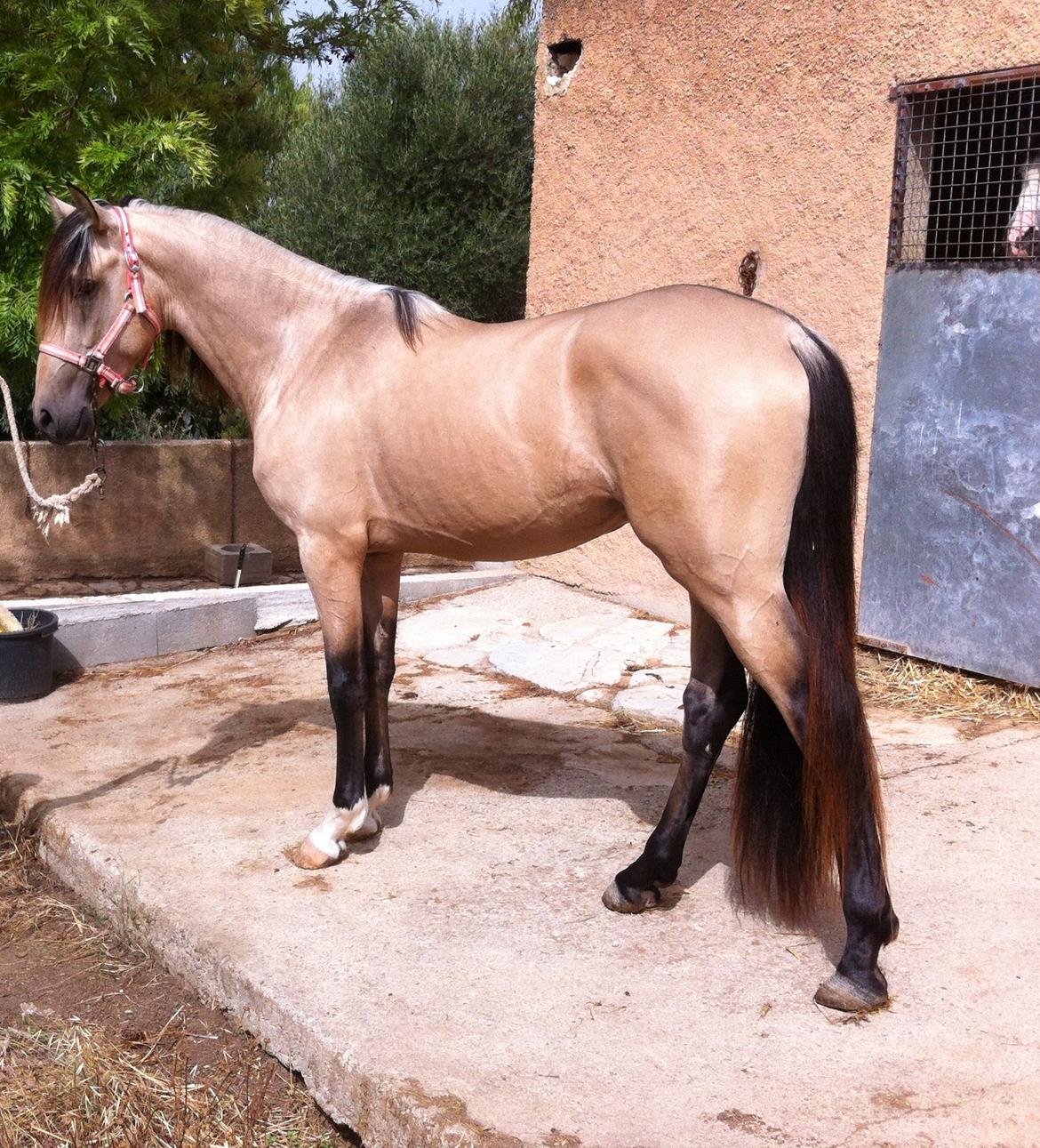 Pura Raza Española Meloso PM IV billede 2