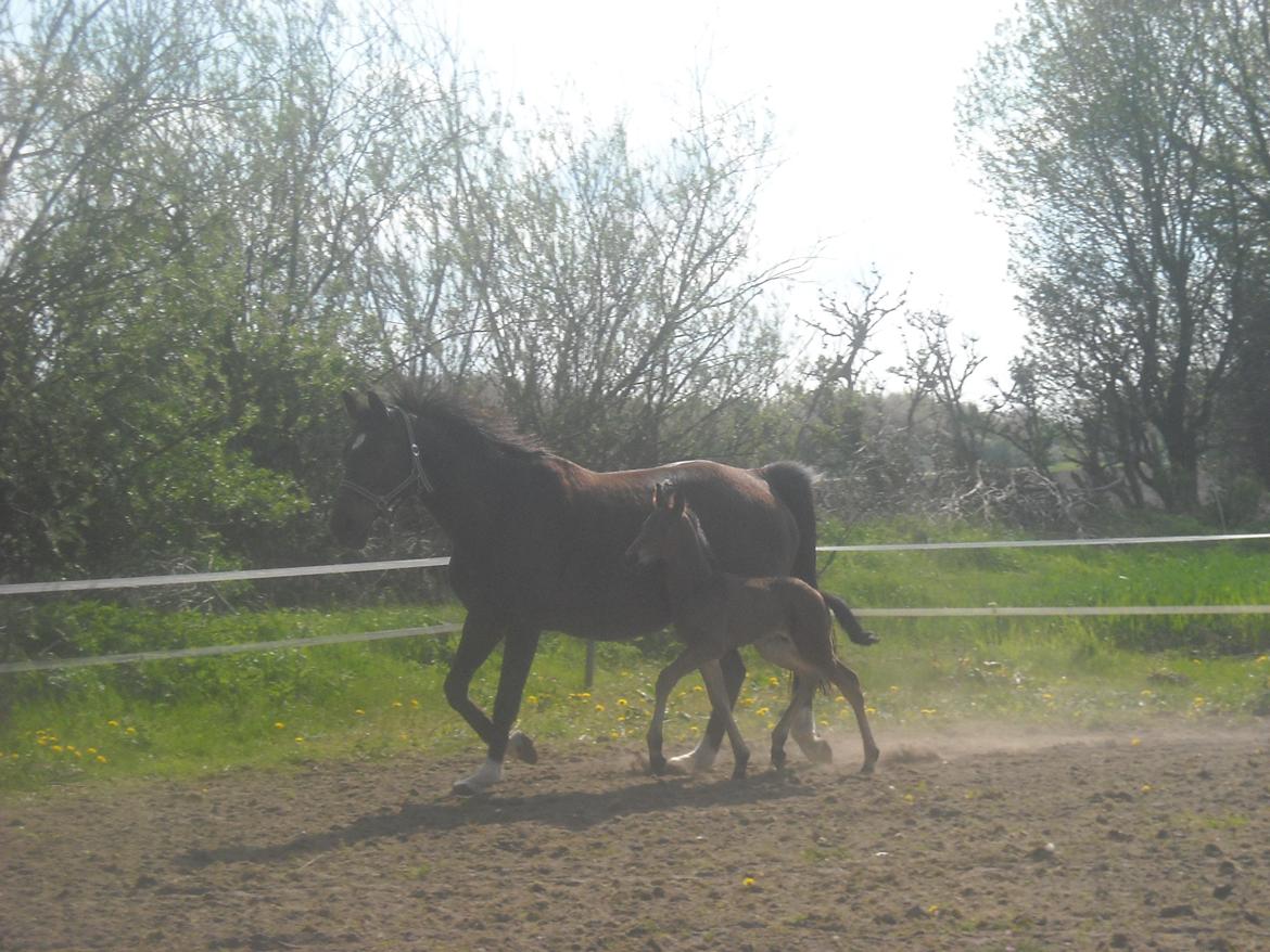 Anden særlig race Kastaniely's Little Surprise billede 9