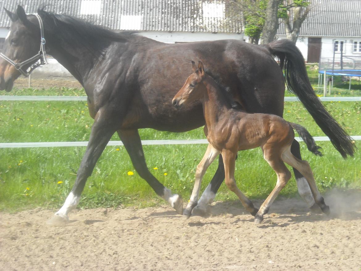 Anden særlig race Kastaniely's Little Surprise billede 12