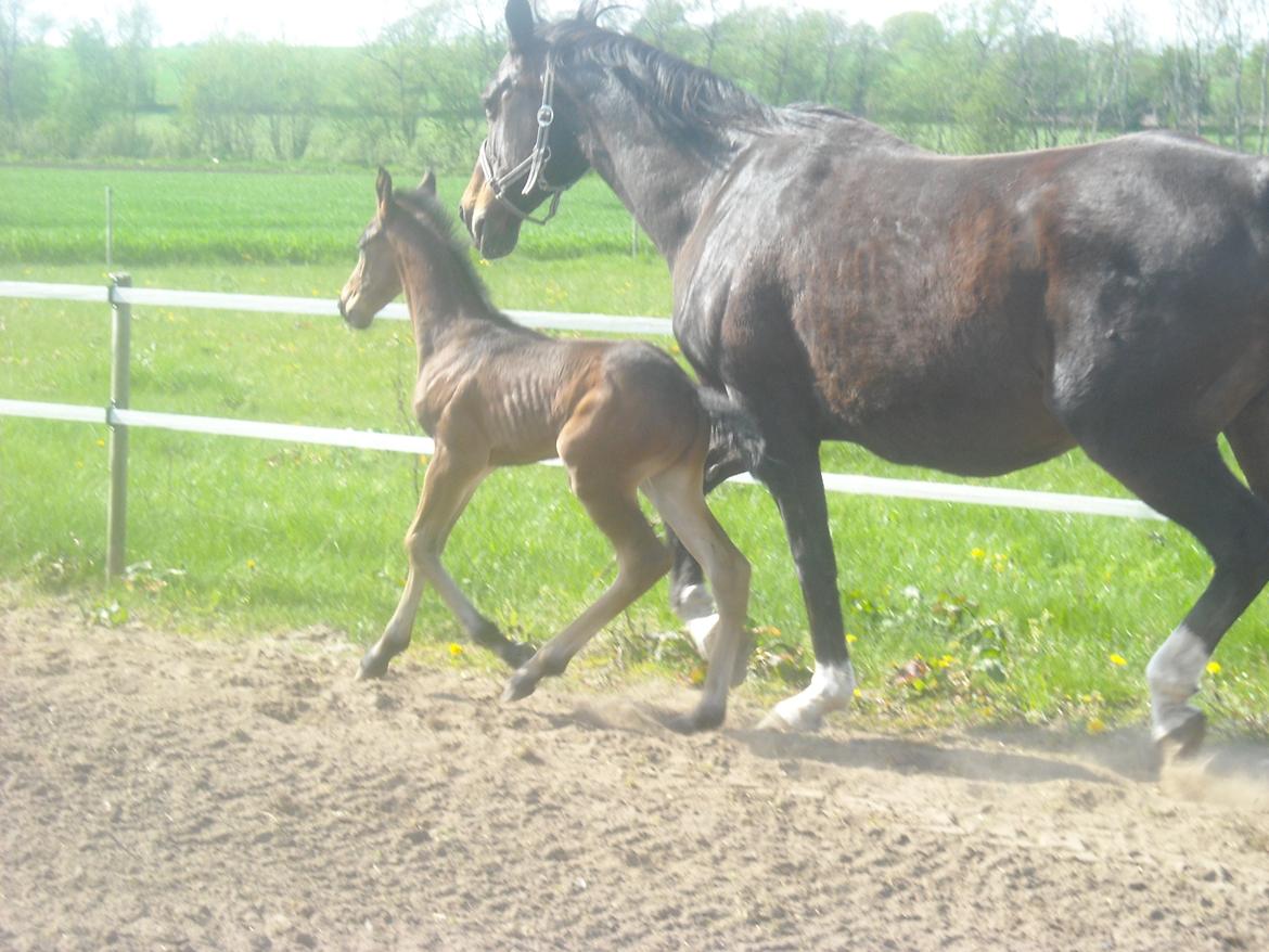 Anden særlig race Kastaniely's Little Surprise billede 13