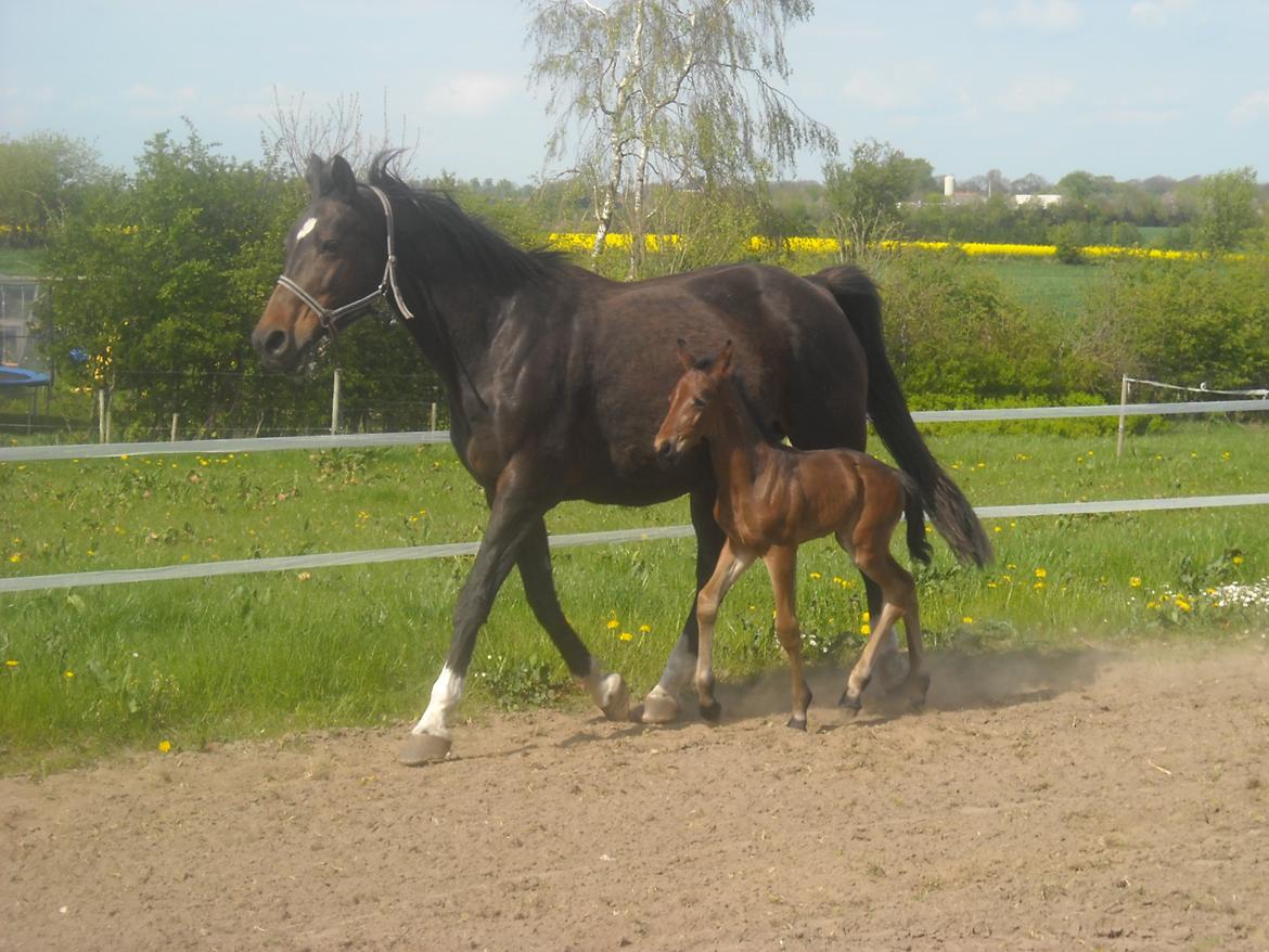 Anden særlig race Kastaniely's Little Surprise billede 15