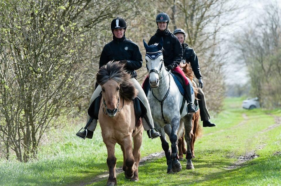 Dansk Varmblod Bl. - Hindbærgården's Milan - TREC i JORK billede 19