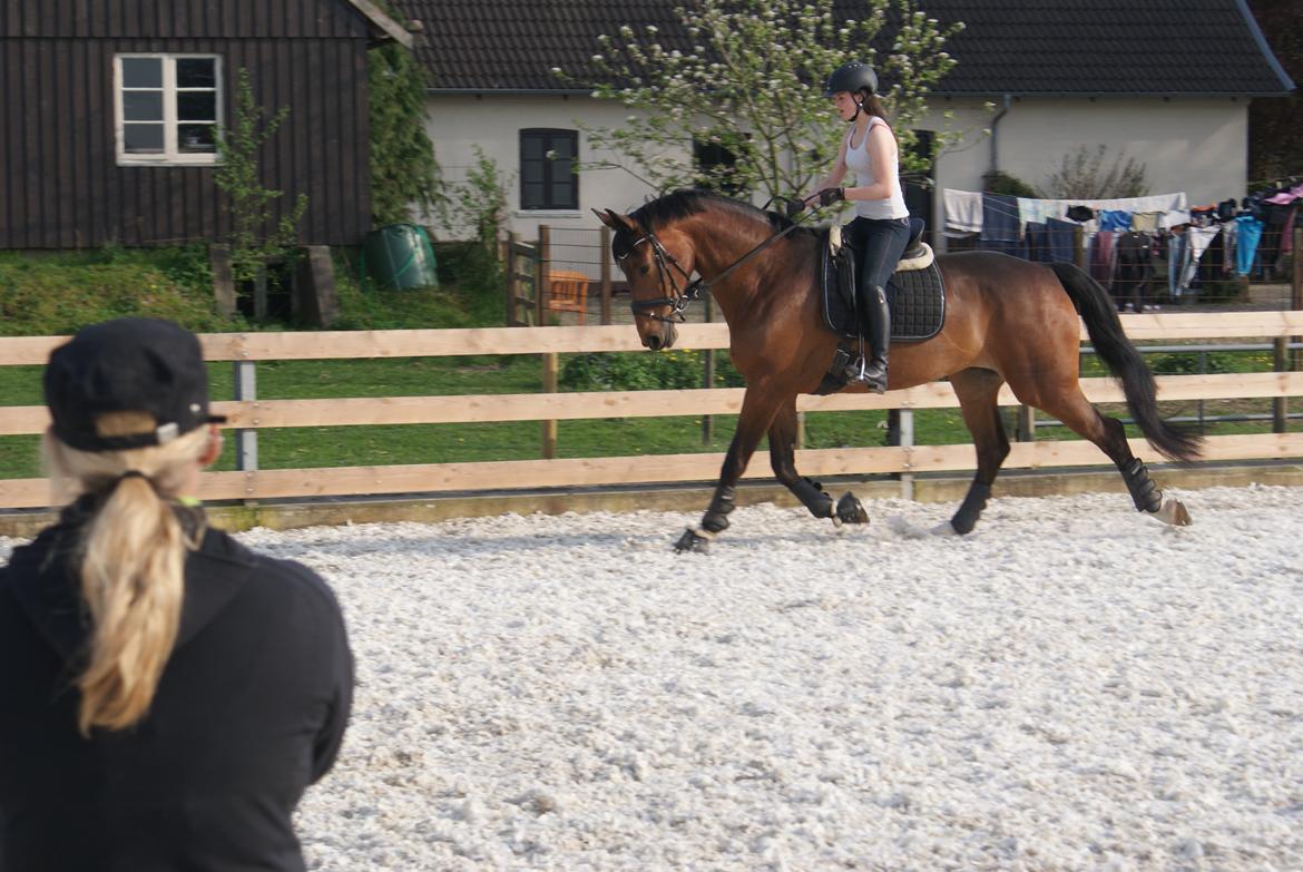 Dansk Varmblod STENKISTEKÆRS KITTE KRY *Kitte* billede 5