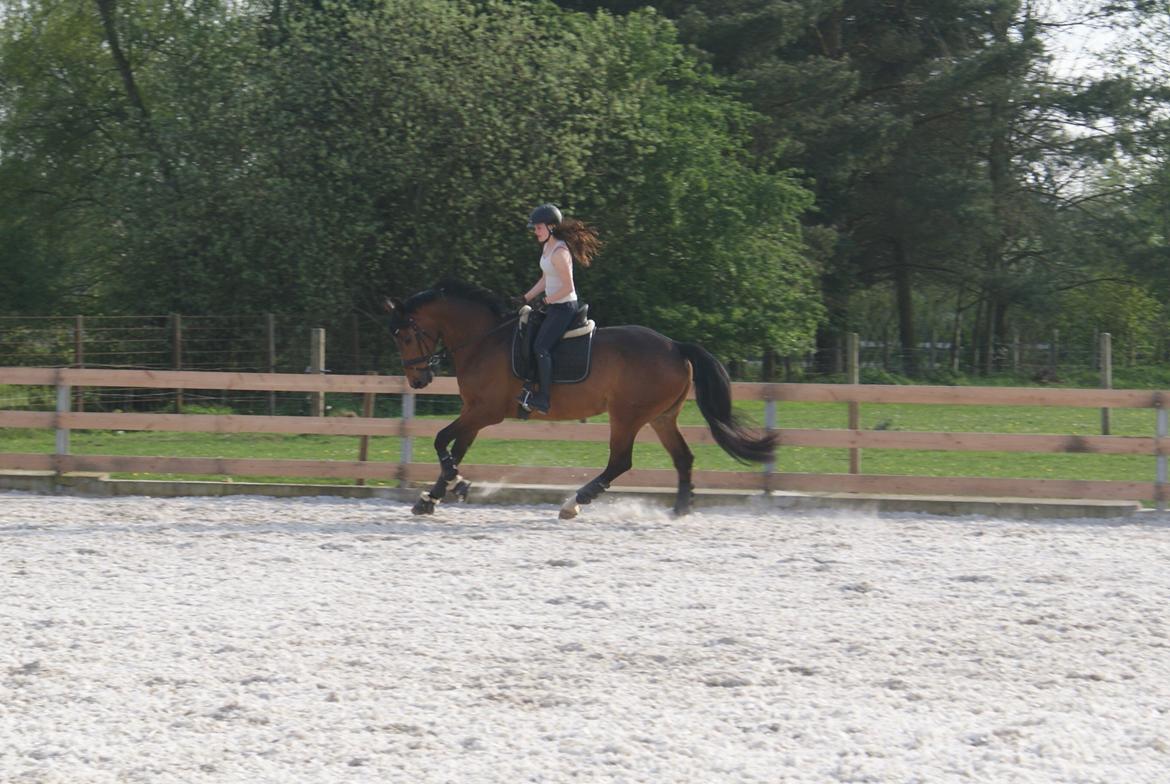 Dansk Varmblod STENKISTEKÆRS KITTE KRY *Kitte* billede 7