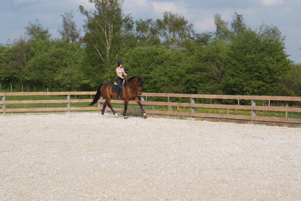 Dansk Varmblod STENKISTEKÆRS KITTE KRY *Kitte* billede 6