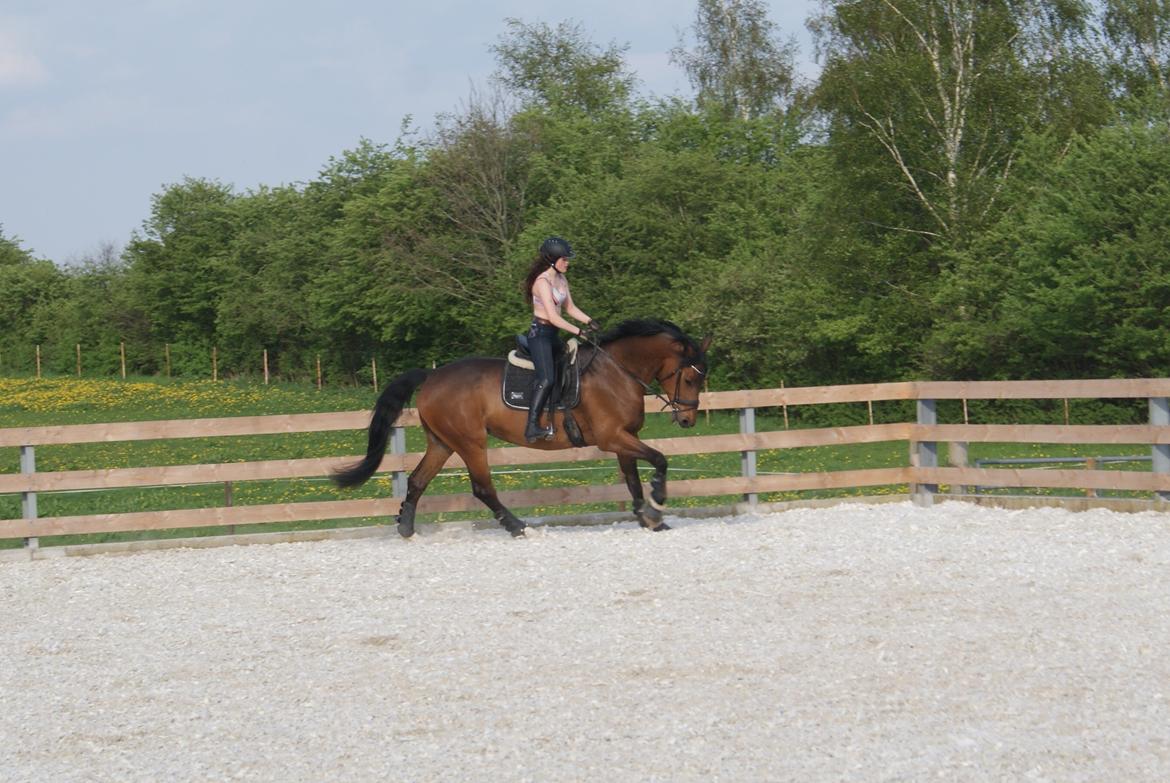 Dansk Varmblod STENKISTEKÆRS KITTE KRY *Kitte* billede 8