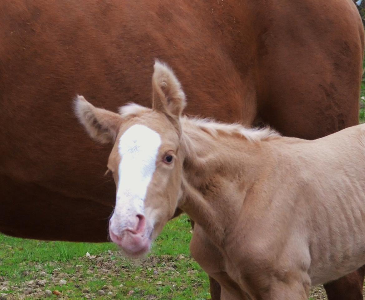 Palomino Stensgaardens Copyright billede 12