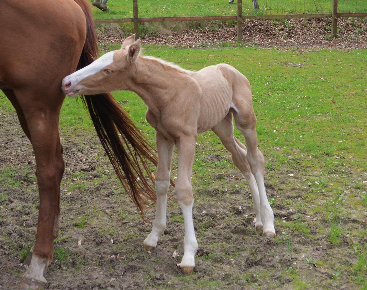 Palomino Stensgaardens Copyright billede 22