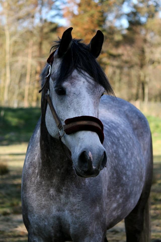 Anden særlig race Simpson - ME Foto/Marianne Eiby billede 4