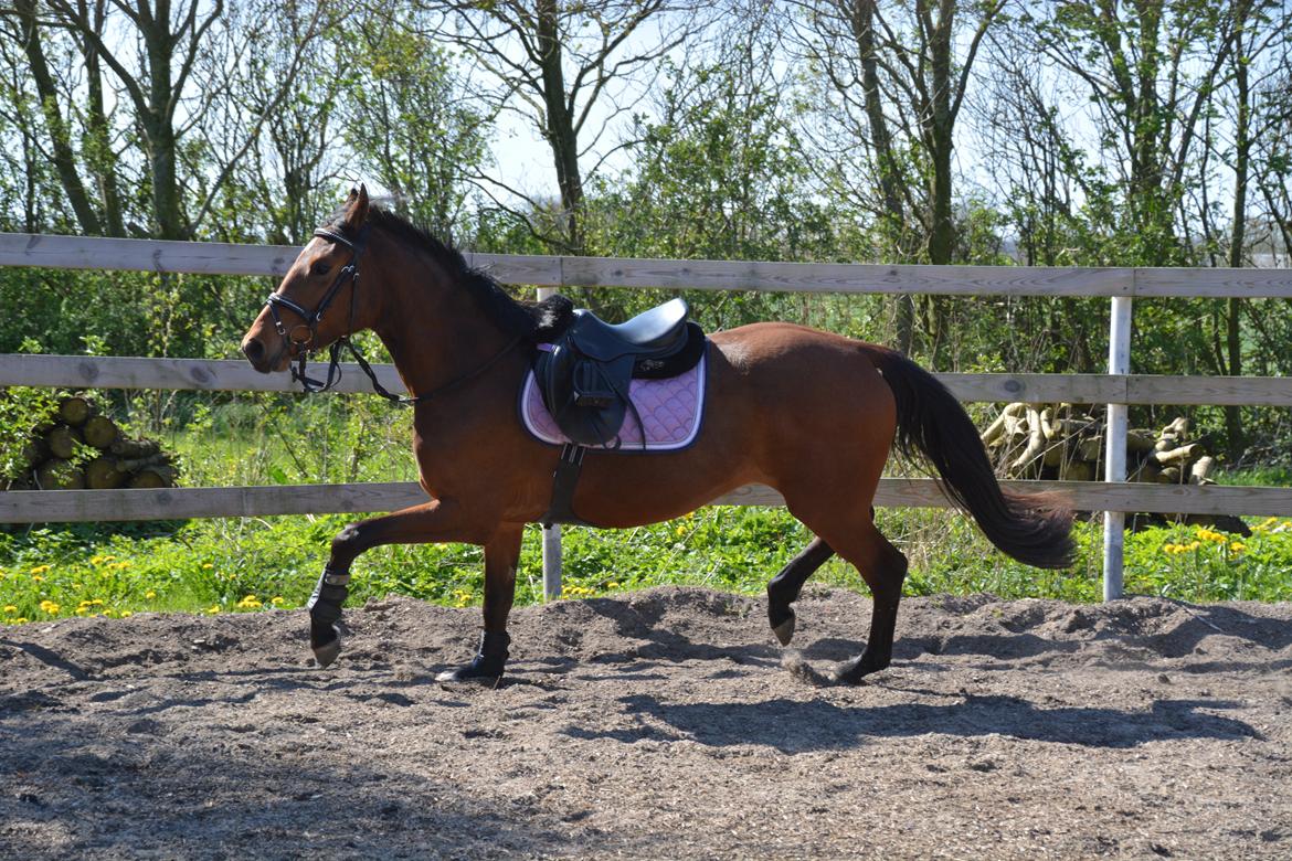 Dansk Varmblod Castana L billede 2