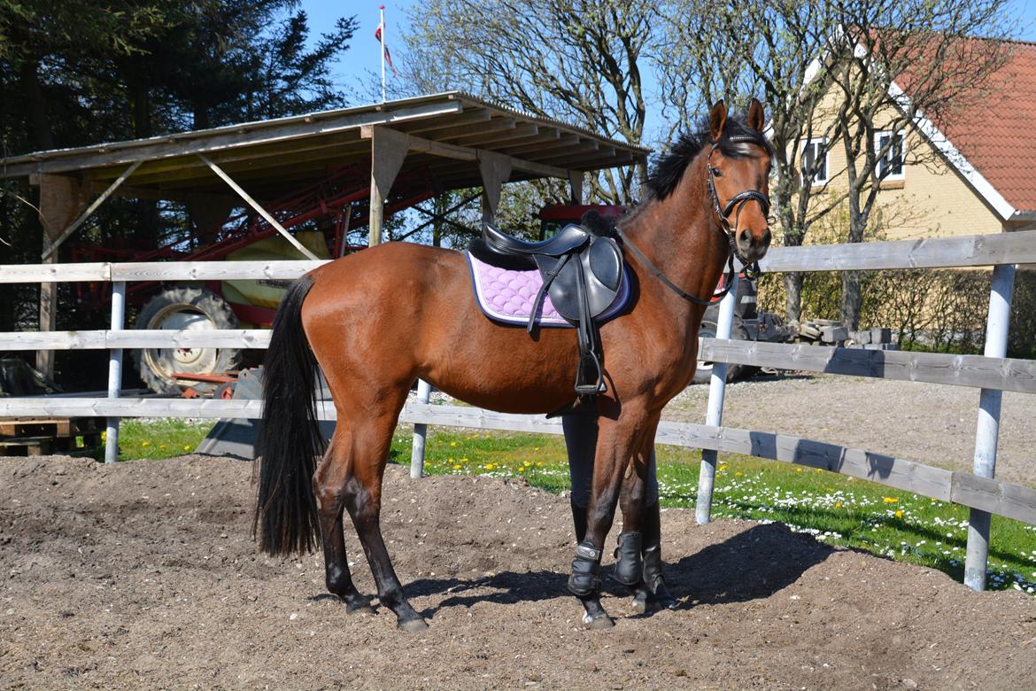 Dansk Varmblod Castana L billede 11