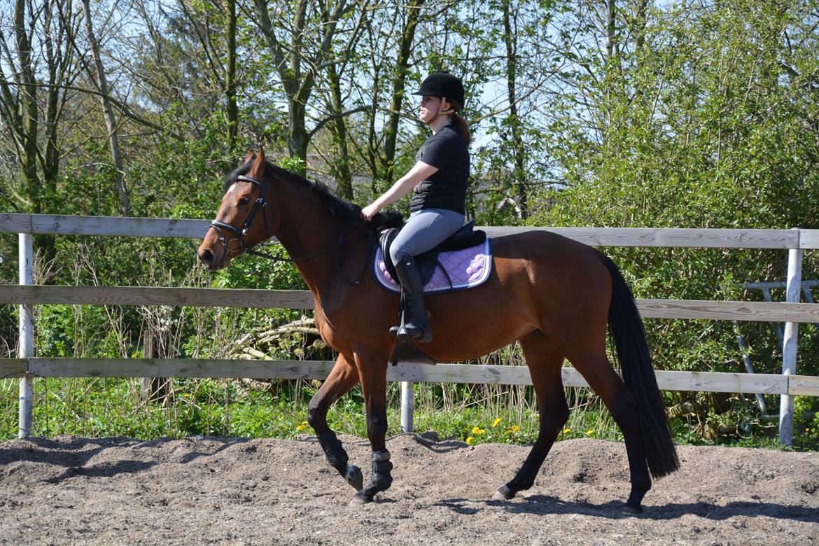 Dansk Varmblod Castana L billede 5