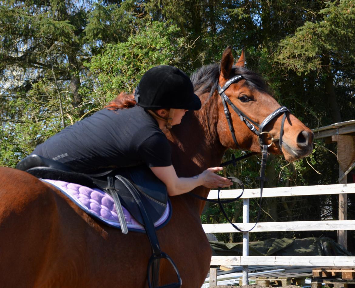 Dansk Varmblod Castana L billede 9