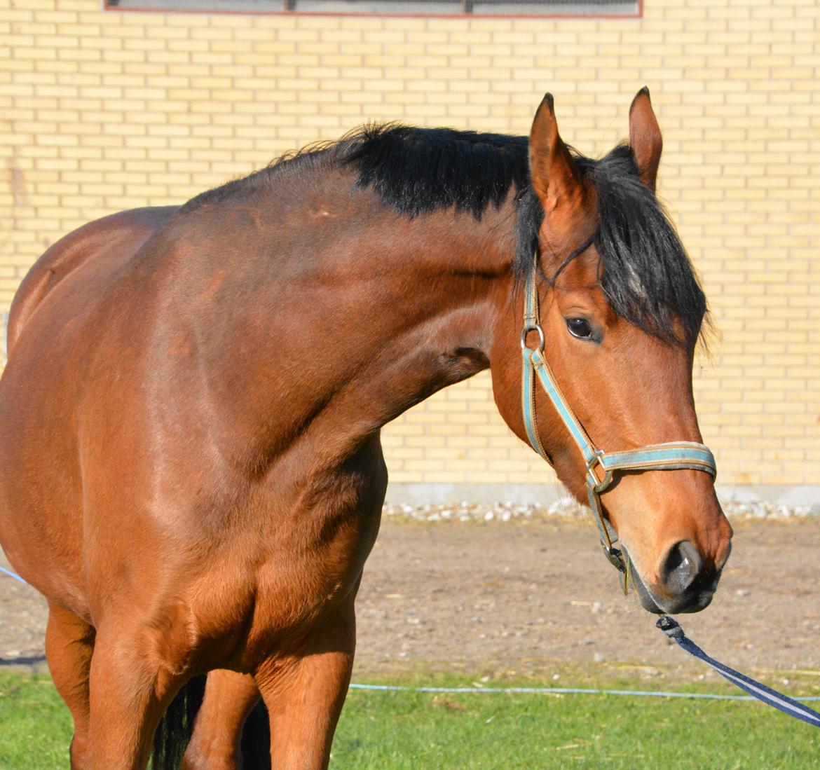 Dansk Varmblod Castana L billede 16