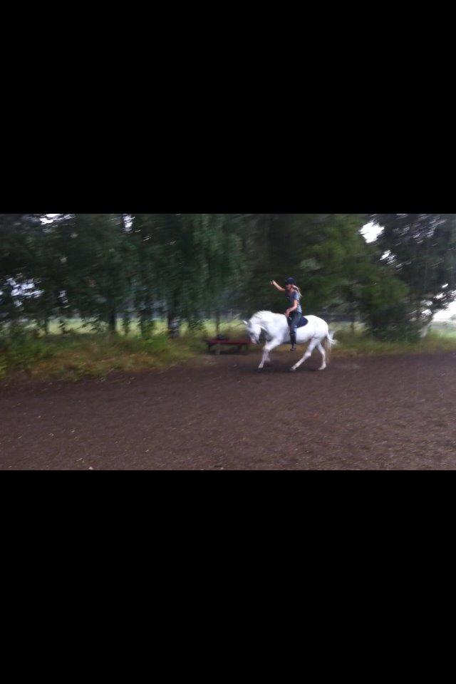 Connemara Fiona Hedelund - Den bedste <3 - Galop i regnvejret uden udstyr :o)  billede 38