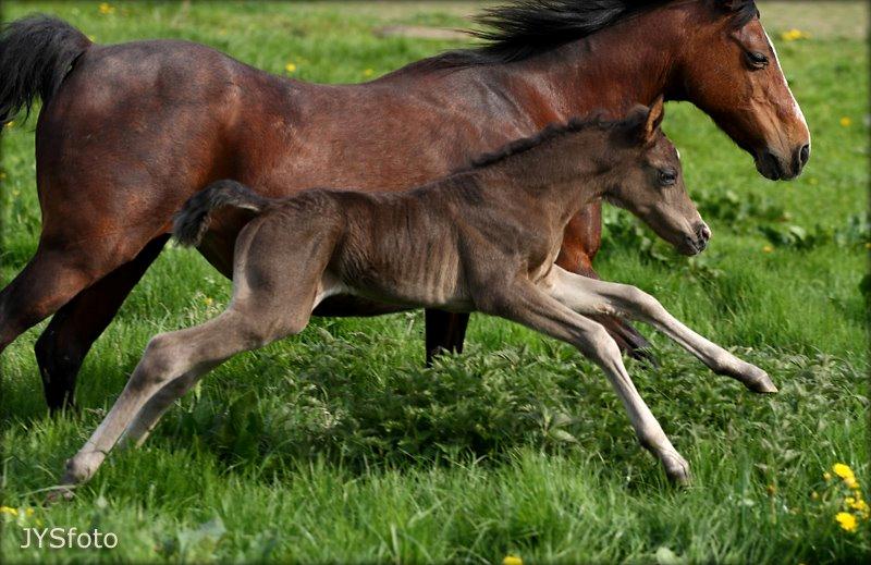 DSP Fredbo´s Zip code - 3 dage gammel. foto: Jytte Strandberg billede 15