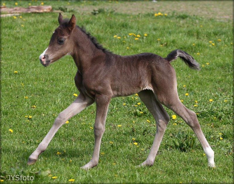 DSP Fredbo´s Zip code - 3 dage gammel. foto: Jytte Strandberg billede 9