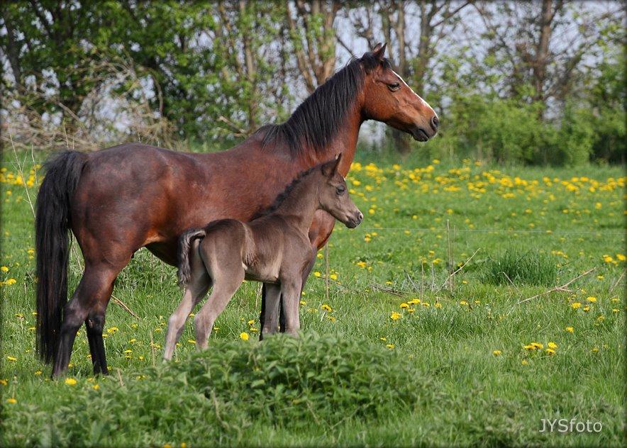 DSP Fredbo´s Zip code - 3 dage gammel. foto: Jytte Strandberg billede 16