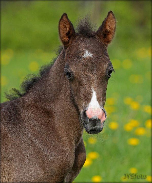 DSP Fredbo´s Zip code - 3 dage gammel. foto: Jytte Strandberg billede 6