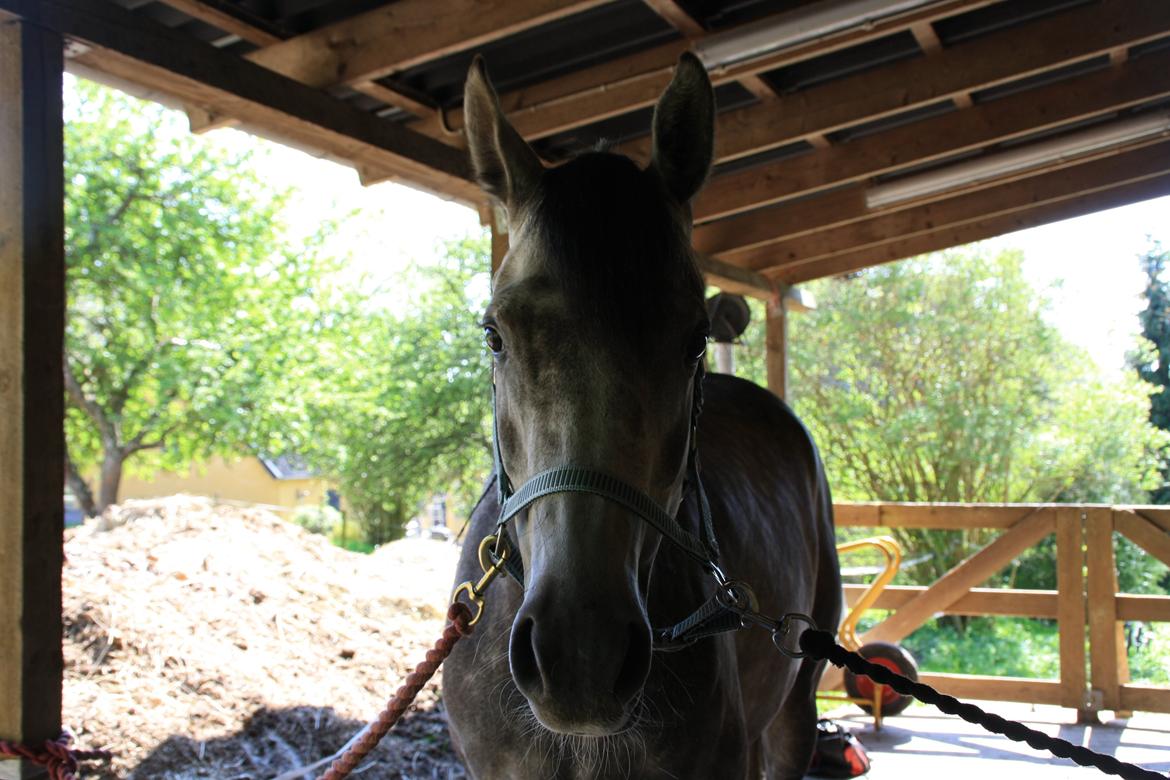 Anden særlig race Million Dollar Baby billede 3