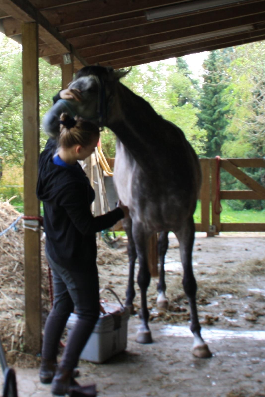 Anden særlig race Million Dollar Baby billede 4