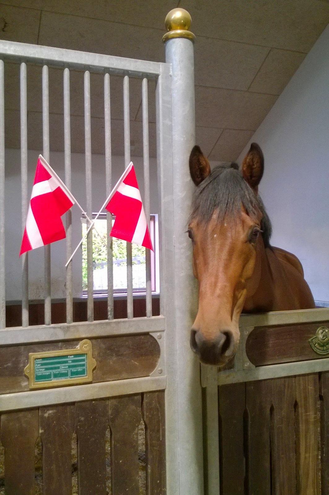 Dansk Varmblod Storbjergs Cassiopeia RDS - Dagen hvor jeg købte hende! <3 D. 29 April 2014. billede 13